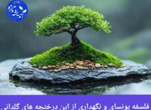 ” فلسفه بونسای و نگهداری از این درختچه های گلدانی”