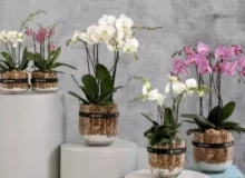 گیلان پیشتاز در تولید گل ارکیده