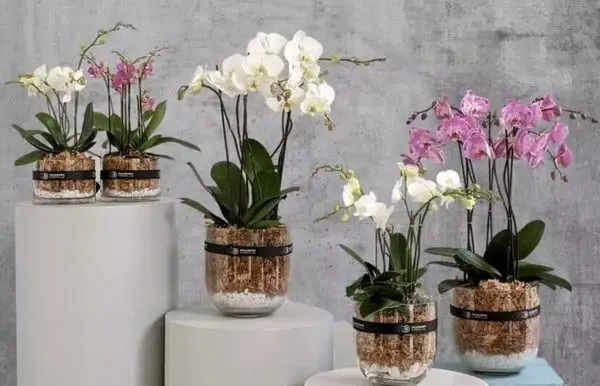 گیلان پیشتاز در تولید گل ارکیده