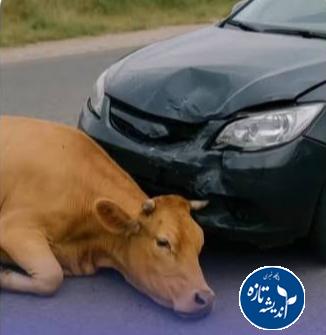 تصادف با گاو در جاده های شمال