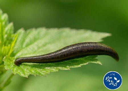 اقدامات جامع برای صیانت از گونه بومی زالو در گیلان آغاز شد