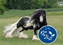 جشنواره ملی زیبایی اسب كاسپین