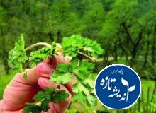 فاسیولا در گیلان بیداد می کند