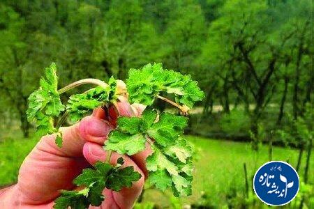 فاسیولا در گیلان بیداد می کند