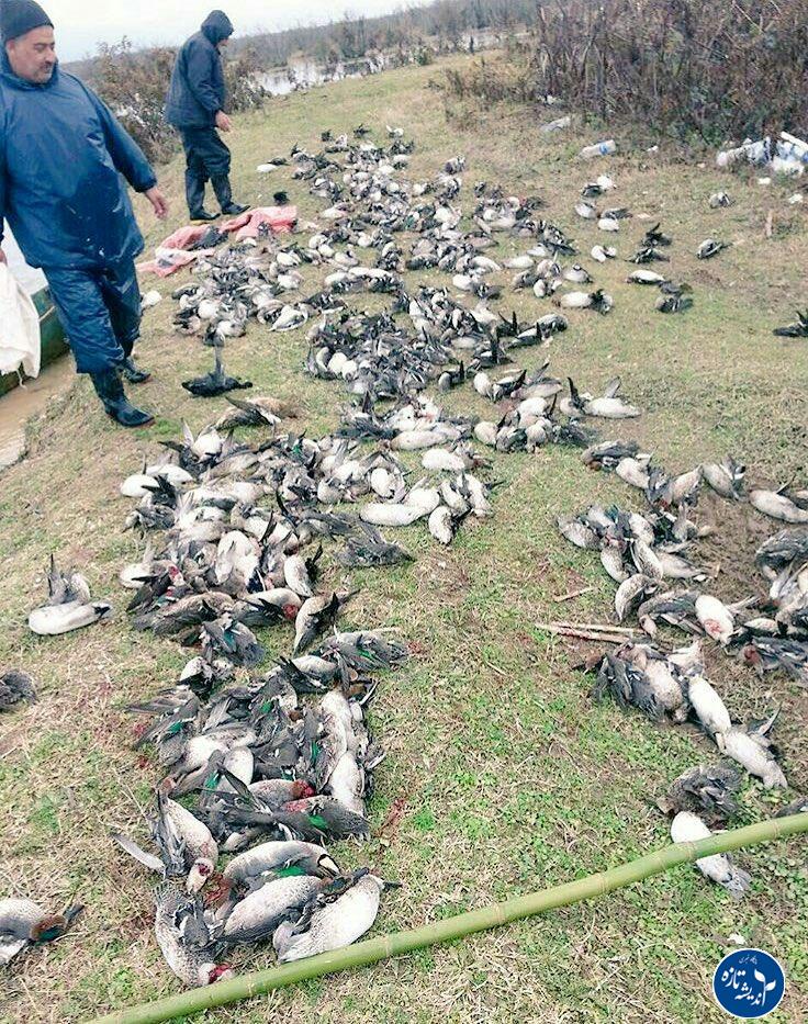 کشتار پرندگان مهاجر در گیلان