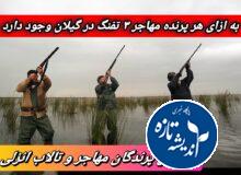 به ازای هر پرنده مهاجر ۳ تفنگ در گیلان وجود دارد