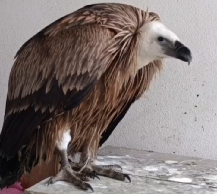 رهاسازی کرکس تیمار شده در منطقه حفاظت‌شده لیسار