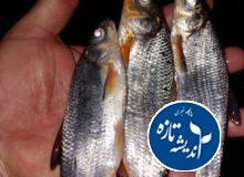 سیاه کولی یا کاس کولی