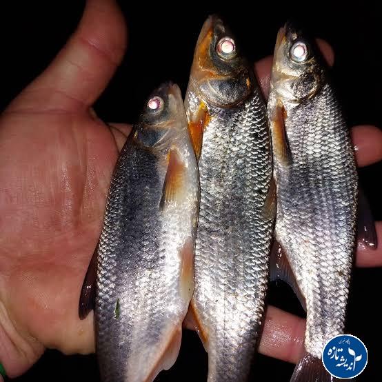 سیاه کولی یا کاس کولی