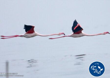 سرشماری پرندگان مهاجر در گیلان