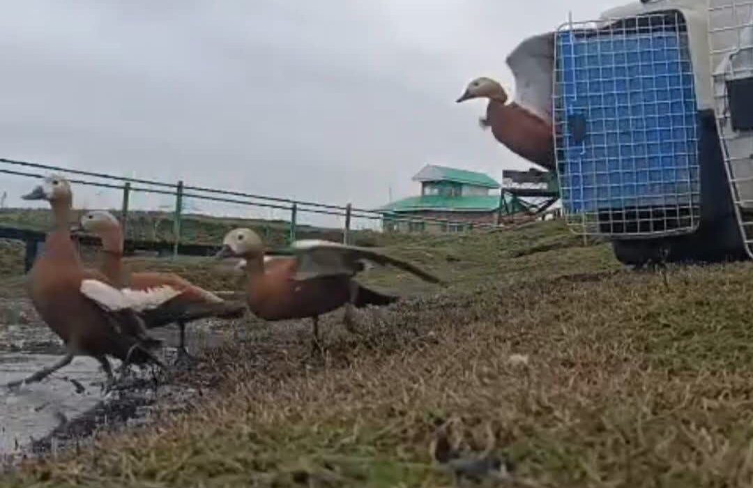 از قفس تا آسمان؛ روایت بازگشت به زندگی ۲۳ پرنده آبزی + فیلم