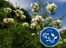 جلوه‌ای کم‌نظیر از تنوع زیستی جنگل های هیرکانی + فیلم