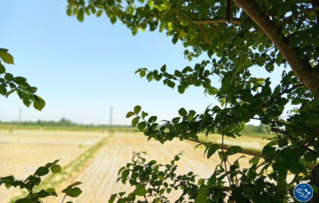 هوای گیلان گرمتر می شود