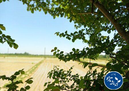 هوای گیلان گرمتر می شود