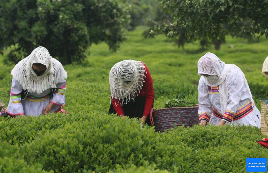 برداشت نخستین برگ چای در سال ۱۴۰۰