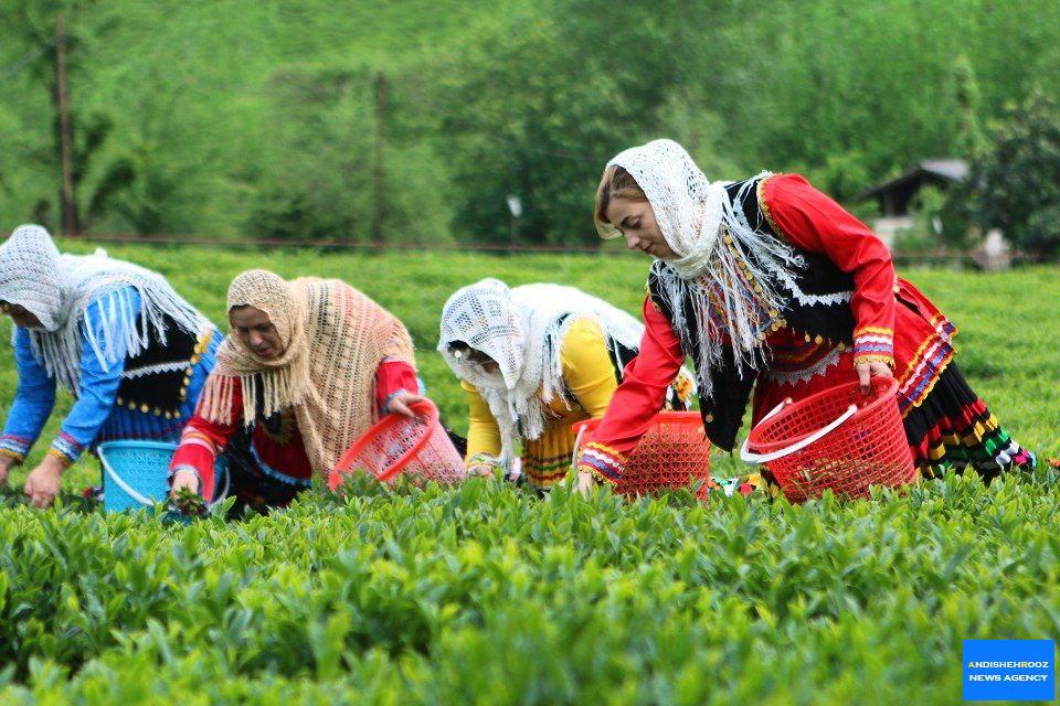 آغاز برداشت برگ سبز چای در گیلان