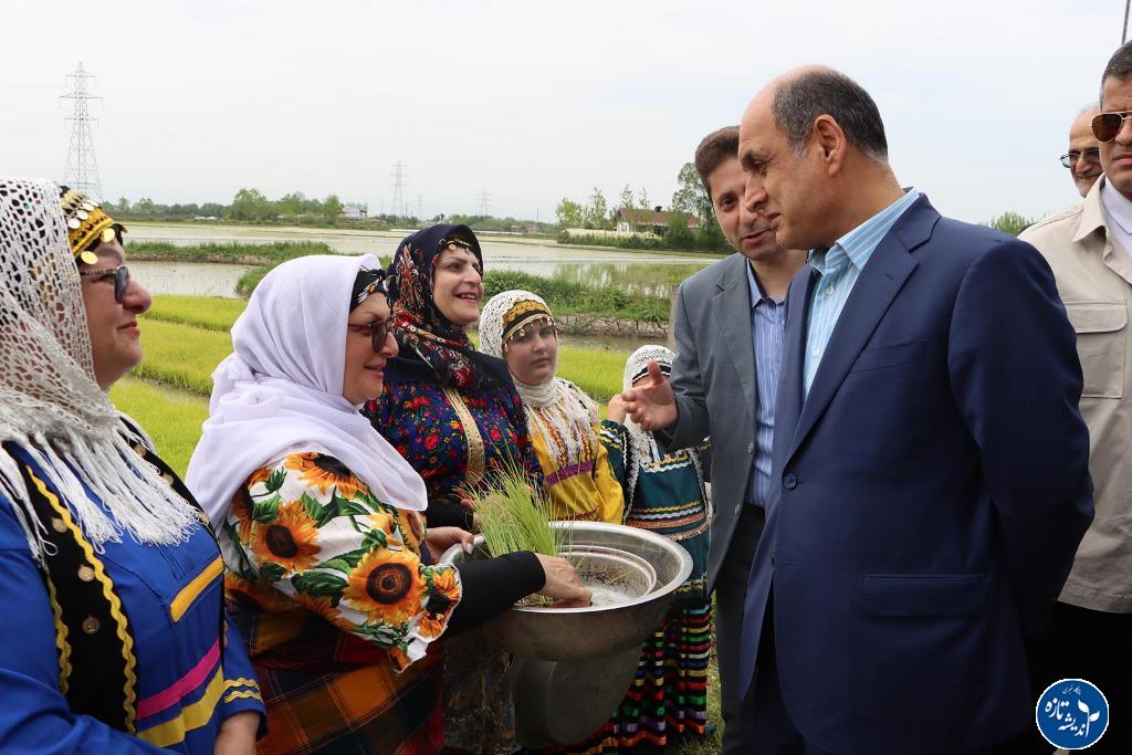 آغاز کشت برنج در 238 هزار هکتار از اراضی گیلان