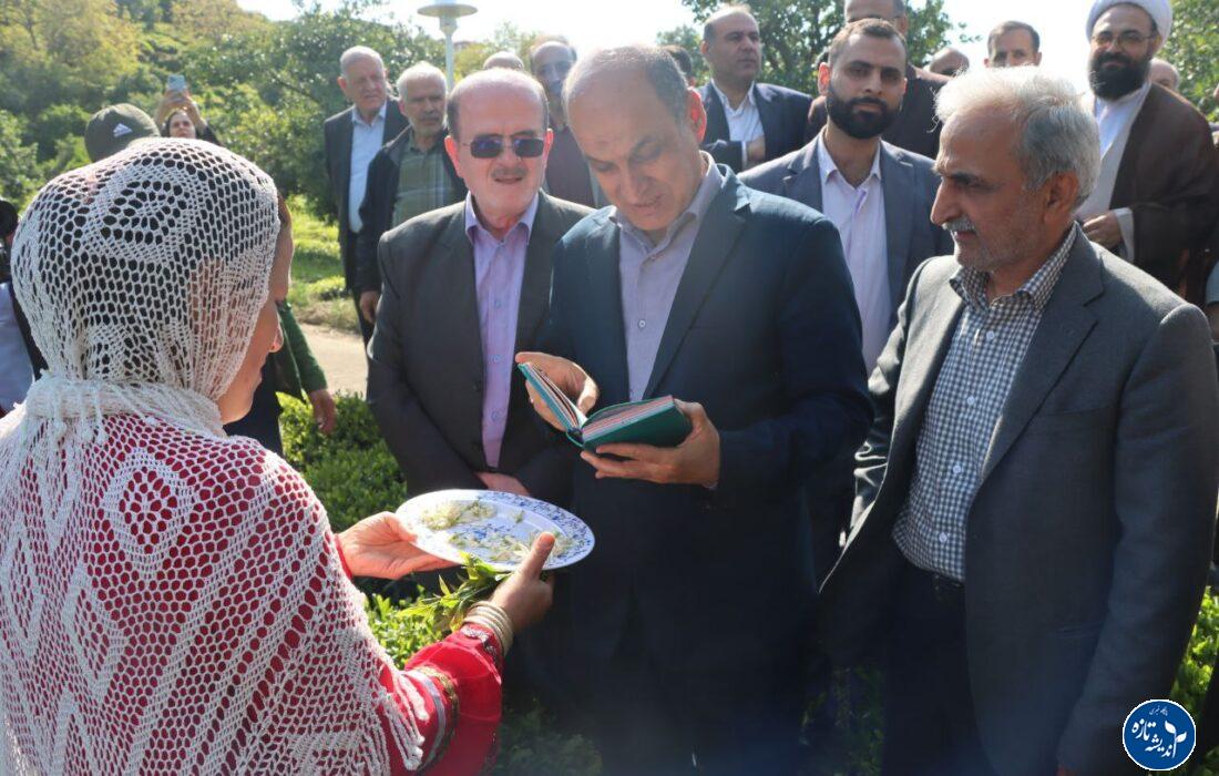 آغاز پر امید فصل چای در گیلان با حضور استاندار