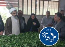 سرمایه‌گذاری در بخش چای نتیجه‌بخش خواهد بود