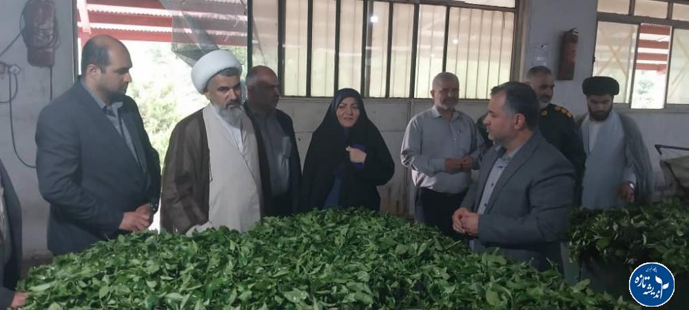 سرمایه‌گذاری در بخش چای نتیجه‌بخش خواهد بود