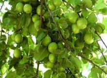 پیش بینی برداشت ۱۶ هزار تنی گوجه سبز از گوجه سبز باغات گیلان