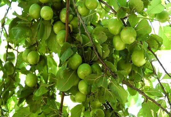 پیش بینی برداشت ۱۶ هزار تنی گوجه سبز از گوجه سبز باغات گیلان