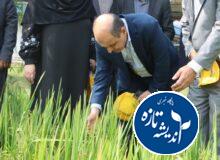 رونمایی از ۳ گونه جدید پرمحصول برنج ایرانی/ گامی بلند برای خودکفایی برنج در کشور با ارقام پرمحصول داخلی