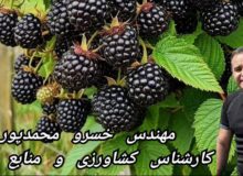 “شاه توت، معجزه ای برای بیماران داری هموگلوبین پایین و کم خونی مفرط”