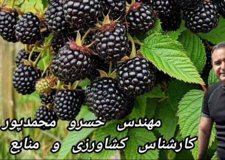 “شاه توت، معجزه ای برای بیماران داری هموگلوبین پایین و کم خونی مفرط”