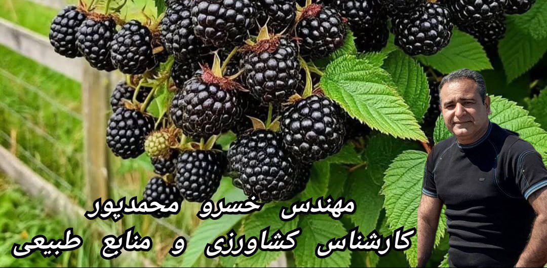 “شاه توت، معجزه ای برای بیماران دارای هموگلوبین پایین و کم خونی مفرط”