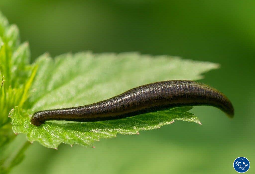 اقدامات جامع برای صیانت از گونه بومی زالو در گیلان آغاز شد