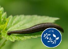 اقدامات جامع برای صیانت از گونه بومی زالو در گیلان آغاز شد