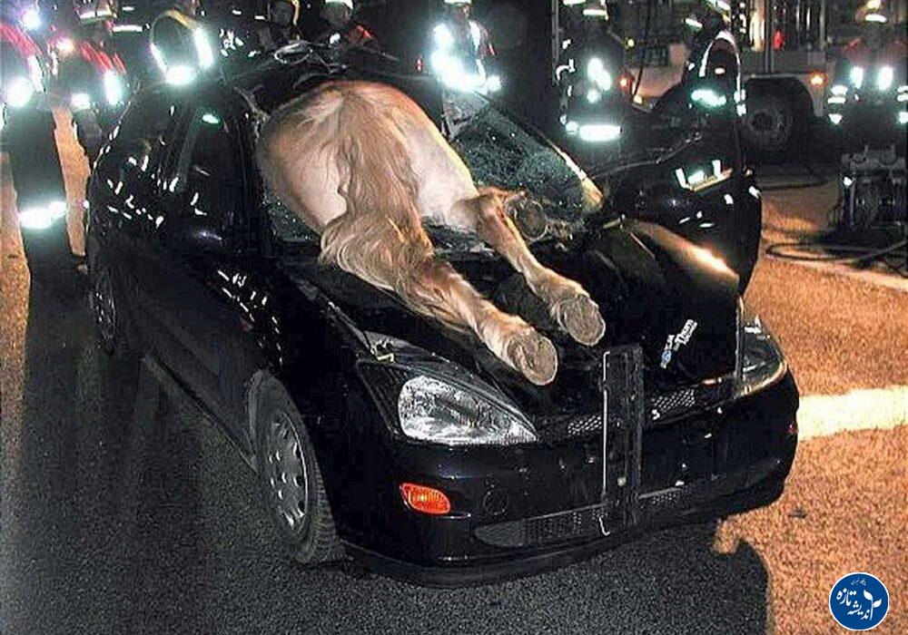 گاو و تصادفات جاده ای در شمال کشور