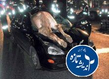 گاو و تصادفات جاده ای در شمال کشور