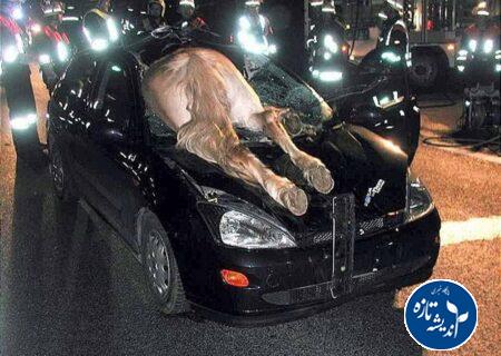 گاو و تصادفات جاده ای در شمال کشور