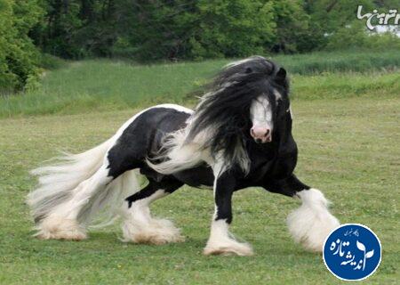 جشنواره ملی زیبایی اسب كاسپین