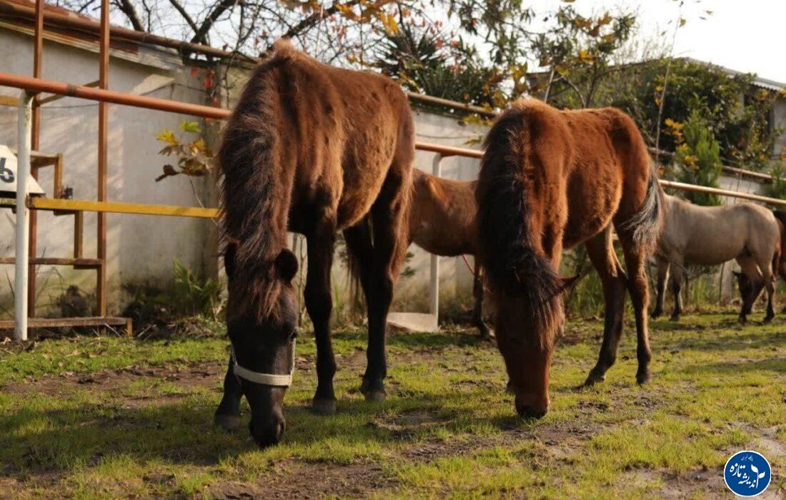 بیستمین جشنواره ملی زیبایی اسب كاسپین