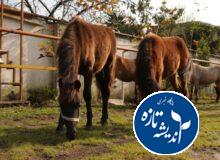 بیستمین جشنواره ملی زیبایی اسب كاسپین