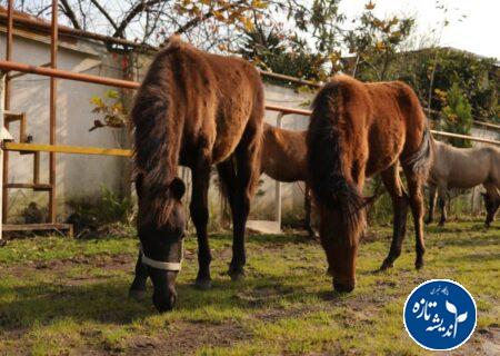 بیستمین جشنواره ملی زیبایی اسب كاسپین