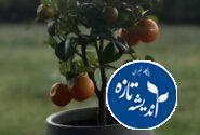 برنامه دولت برای پسماند رشت+فیلم