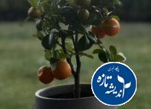 برنامه دولت برای پسماند رشت+فیلم