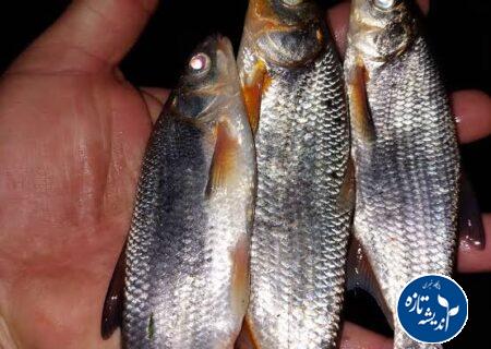 سیاه کولی یا کاس کولی