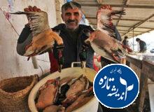 ۳۰۰ هزار پرنده مهاجر مهمان گیلان هستند