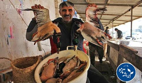 ۳۰۰ هزار پرنده مهاجر مهمان گیلان هستند