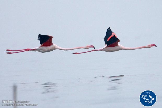 سرشماری پرندگان مهاجر در گیلان