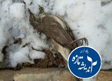 توکا و گنجشک های کشته شده در ماسال