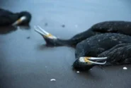 مرگ خاموش باکلان ها در سواحل کاسپین