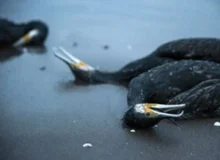 معمای نامعلوم مرگ باکلان ها