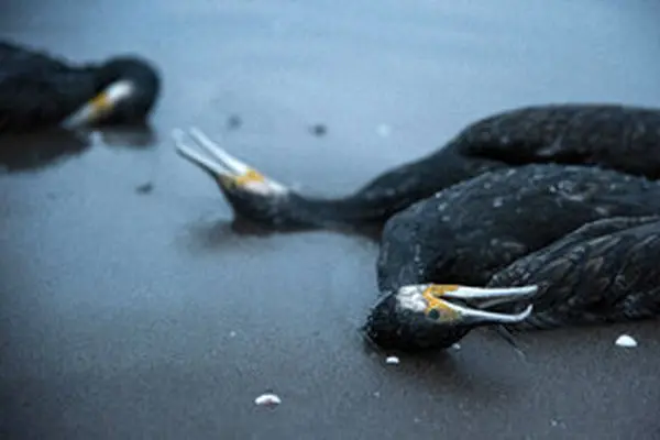 معمای نامعلوم مرگ باکلان ها