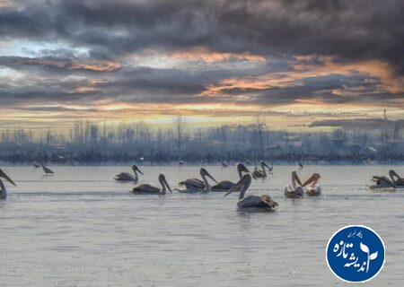 پناهگاه حیات وحش سلکه